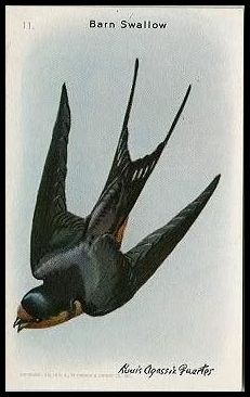 11 Barn Swallow